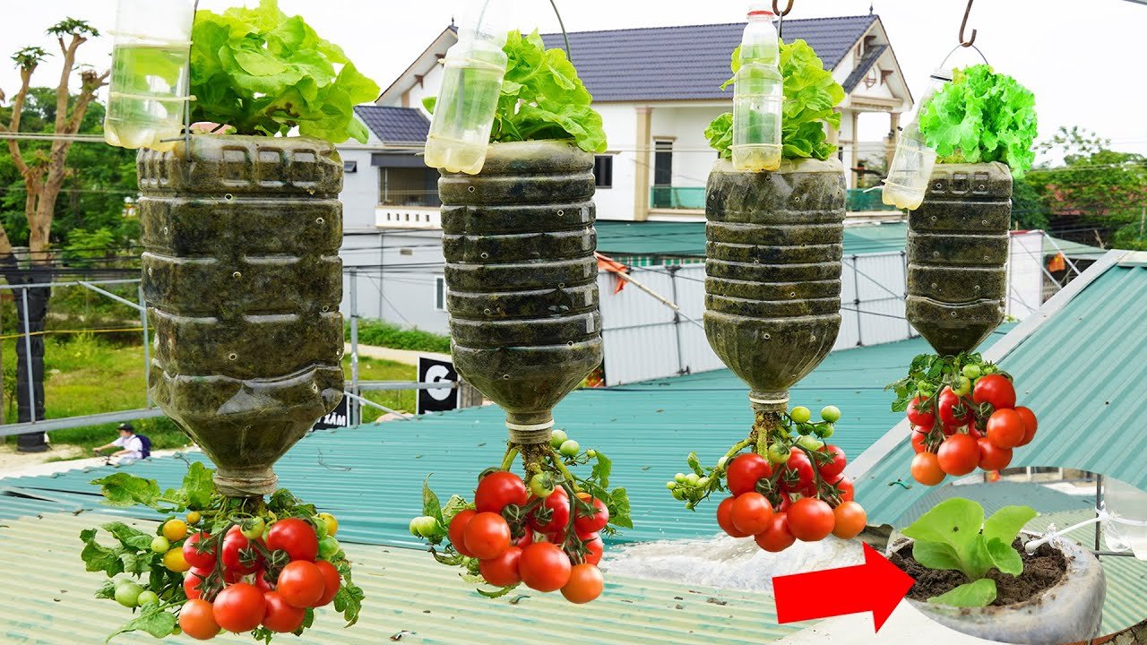 hanging-tomatoes-how-to-make-a-tomato-hanging-basket-grow-upside