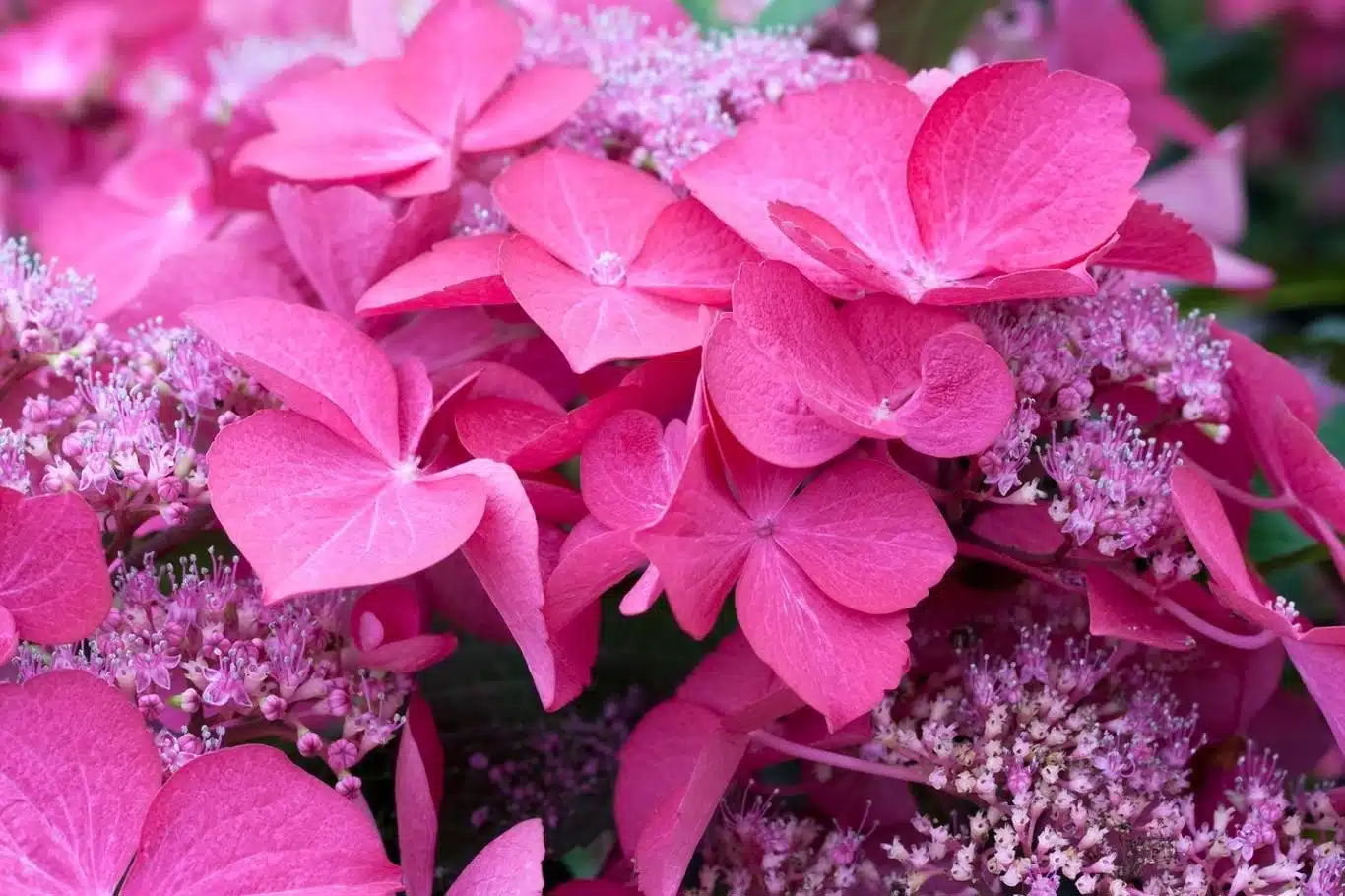 Exploring the Beauty of Hydrangeas: A Journey Through the Different ...